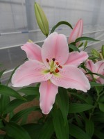 [4211 Emani No02.JPG]